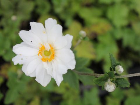 Anemone hybride (x) 'Whirlwind'