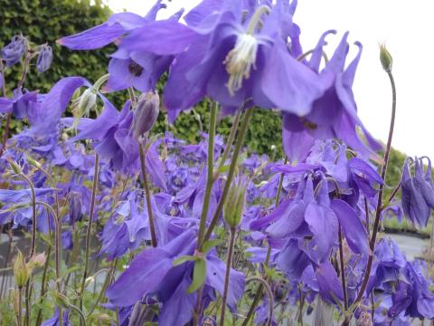 Aquilegia alpina Aquilegia alpina