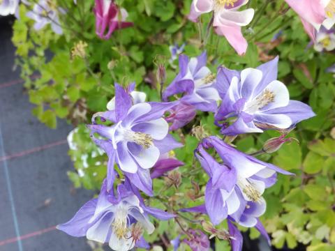 Aquilegia 'Biedermeier' Aquilegia 'Biedermeier'