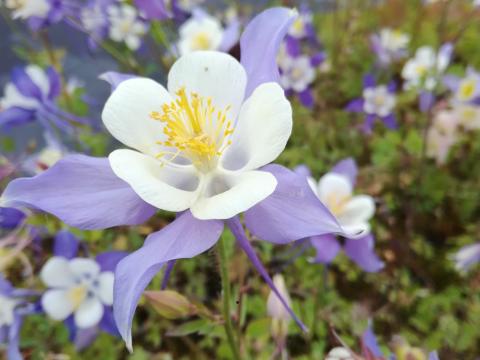 Aquilegia caerulea Aquilegia caerulea