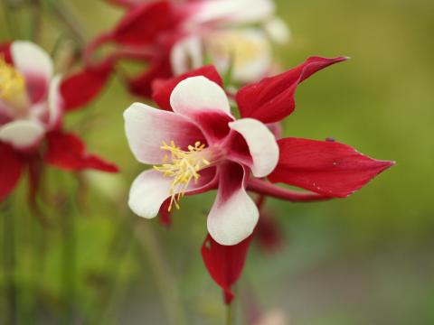 Aquilegia 'Crimson Star' Aquilegia 'Crimson Star'