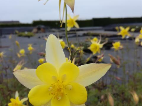 Aquilegia chrysantha 'Yellow Queen' Aquilegia chrysantha 'Yellow Queen'