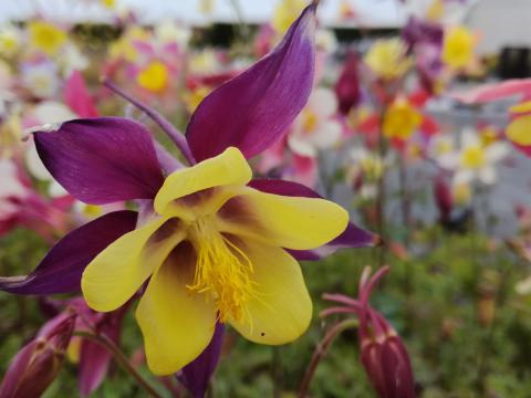 Aquilegia 'Mc.Kana hybrids' Aquilegia 'Mc.Kana hybrids'