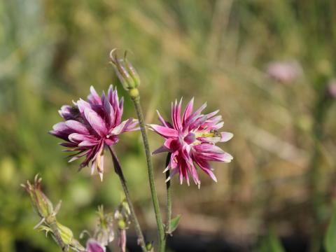 Aquilegia vulgaris 'Nora Barlow' Aquilegia vulgaris 'Nora Barlow'
