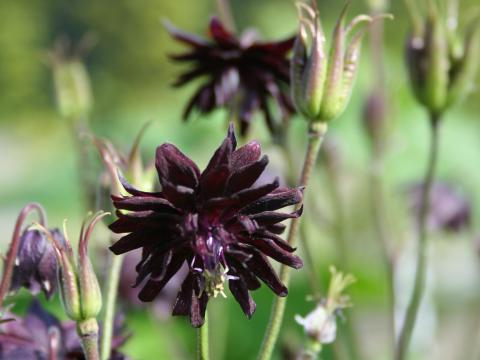Aquilegia vulgaris 'Black Barlow' Aquilegia vulgaris 'Black Barlow'