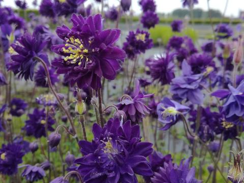 Aquilegia vulgaris 'Blue Barlow' Aquilegia vulgaris 'Blue Barlow'