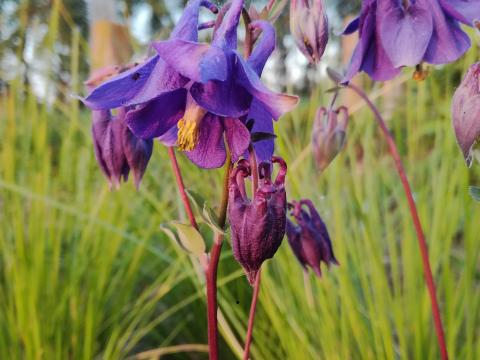 Aquilegia vulgaris Aquilegia vulgaris