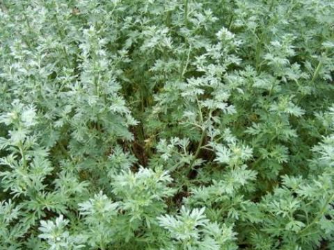 Artemisia absinthium