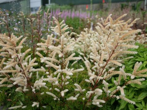Aruncus aethusifolius Aruncus aethusifolius