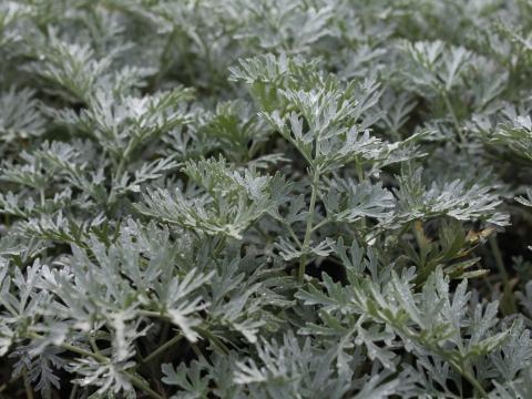 Artemisia absinthium 'Lambrook Silver'