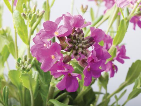 Arabis blepharophylla Arabis blepharophylla