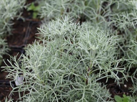 Artemisia 'Canescens'