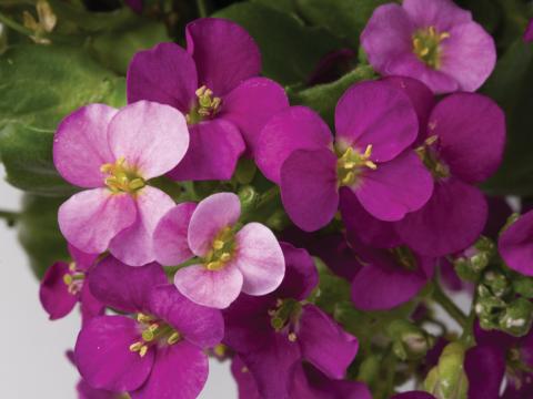 Arabis caucasica 'Compinkie' Arabis caucasica 'Compinkie'