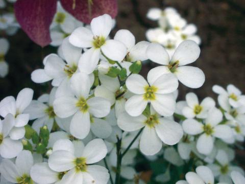 Arabis caucasica 'Snowcap' Arabis caucasica 'Snowcap'
