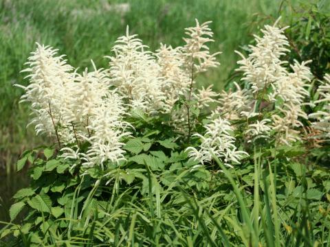 Aruncus dioicus Aruncus dioicus