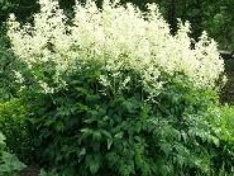 Aruncus dioicus 'Kneiffii' Aruncus dioicus 'Kneiffii'