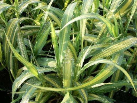 Arundo donax 'Variegata' 3l.