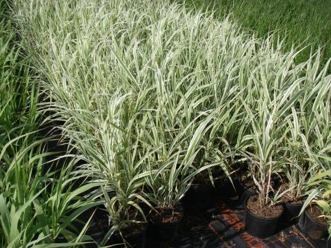 Arundo donax 'Variegata'