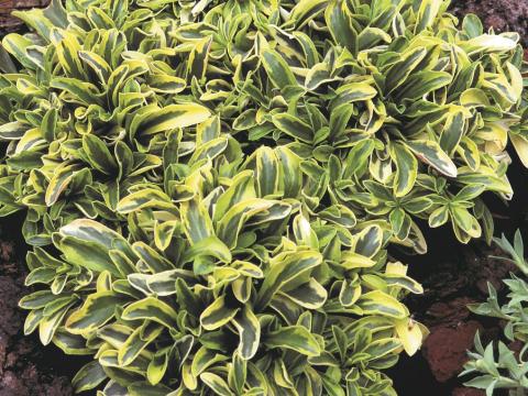 Arabis ferdinandi-cobourgii 'Old Gold' Arabis ferdinandi-cobourgii 'Old Gold'