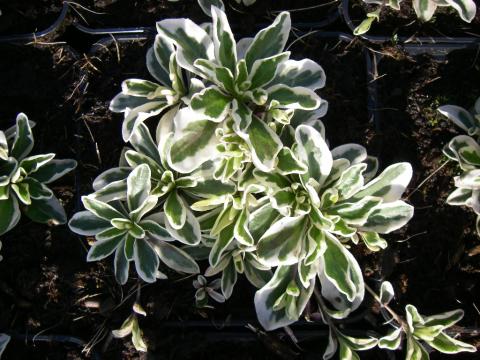 Arabis ferdinandi-cobourgii 'Variegata' Arabis ferdinandi-cobourgii 'Variegata'