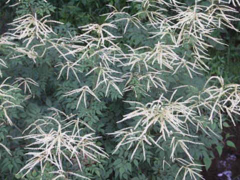 Aruncus 'Horatio' Aruncus 'Horatio'