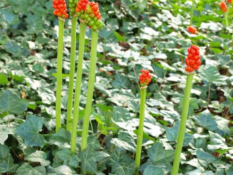 Arum italicum