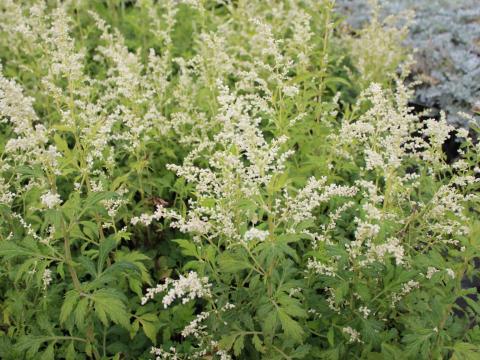 Artemisia lactiflora 'Elfenbein'