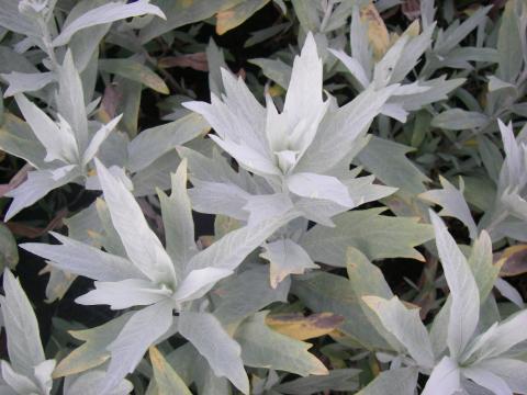 Artemisia ludoviciana 'Silver Queen'