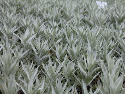 Artemisia ludoviciana 'Valerie Finnis'