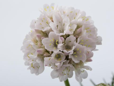 Armeria maritima 'Alba' Armeria maritima 'Alba'