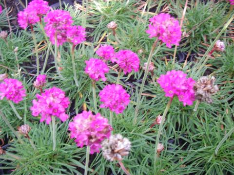 Armeria maritima 'Dusseldorfer Stolz' Armeria maritima 'Dusseldorfer Stolz'