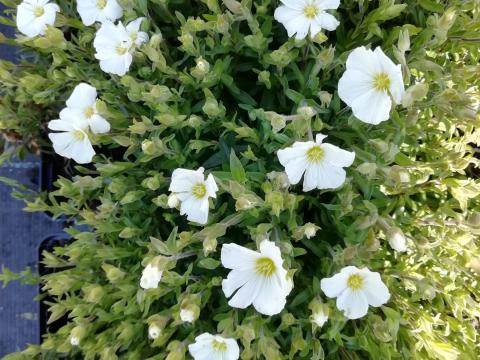 Arenaria montana Arenaria montana