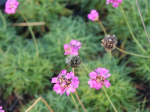Armeria maritima 'Rosea Compacta' Armeria maritima 'Rosea Compacta'