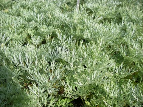 Artemisia 'Powis Castle'