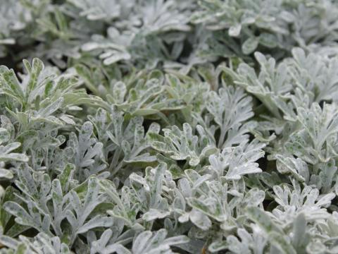 Artemisia stelleriana 'Boughton Silver' ('Mori's Form')