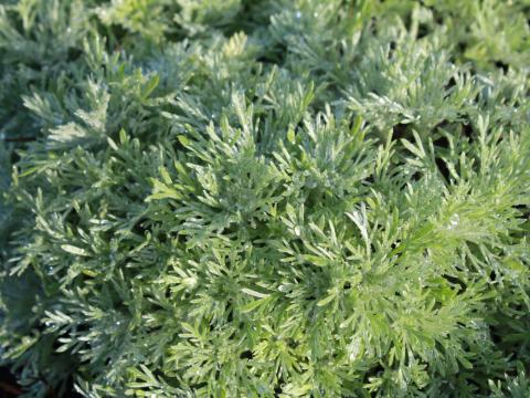 Artemisia schmidtiana 'Nana'