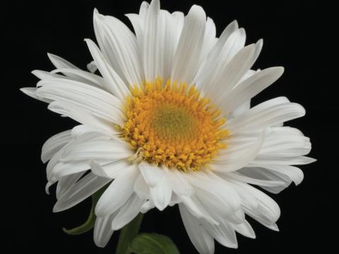 Aster alpinus 'Albus' Aster alpinus 'Albus'