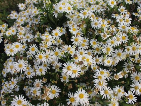 Aster ageratoides 'Ashvi' Aster ageratoides 'Ashvi'