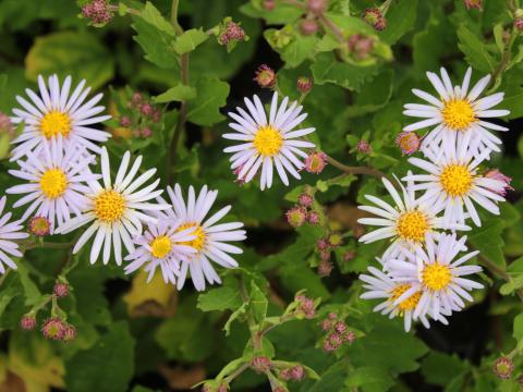Aster ageratoides 'Asran' Aster ageratoides 'Asran'