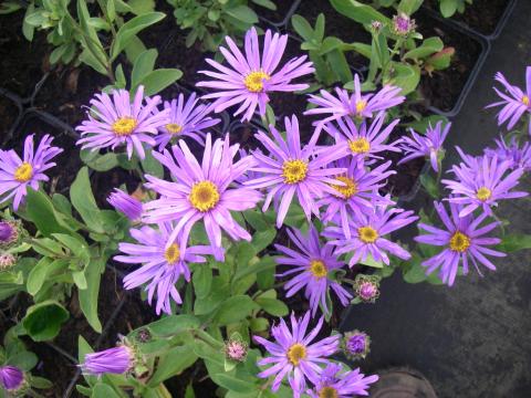 Aster amellus 'Blue King' Aster amellus 'Blue King'