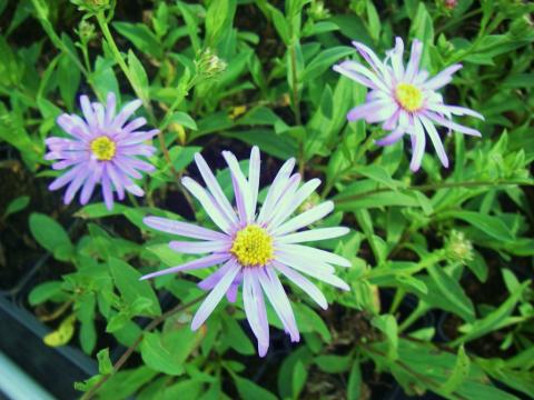 Aster amellus 'Dr. Otto Petschek' Aster amellus 'Dr. Otto Petschek'