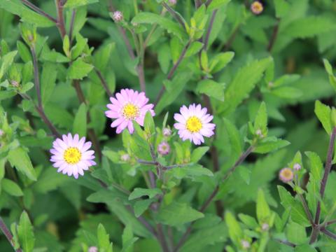 Aster ageratoides 'Ezo Murazaki' Aster ageratoides 'Ezo Murazaki'
