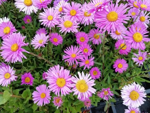 Aster alpinus 'Happy End' Aster alpinus 'Happy End'