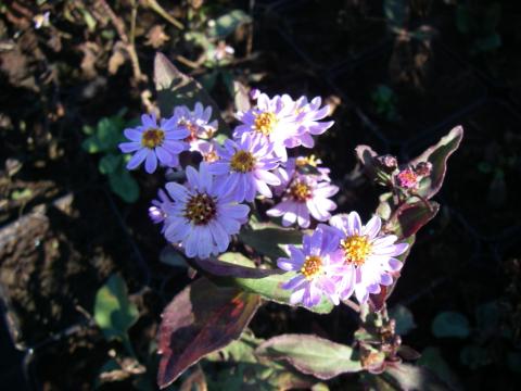 Aster ageratoides 'Harry Schmidt' Aster ageratoides 'Harry Schmidt'