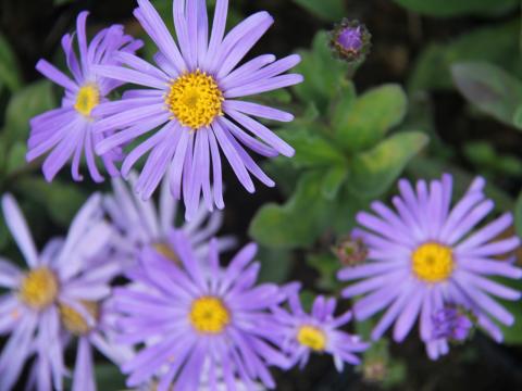 Aster amellus 'King Georges' Aster amellus 'King Georges'