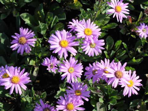 Aster amellus 'Rosa Erfüllung' ('Pink Zenith') Aster amellus 'Rosa Erfüllung' ('Pink Zenith')