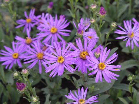 Aster amellus 'Sonora' Aster amellus 'Sonora'