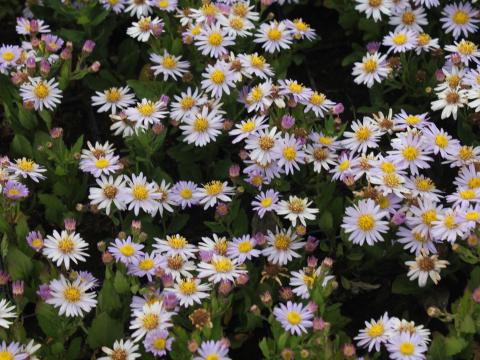 Aster ageratoides 'Stardust' Aster ageratoides 'Stardust'