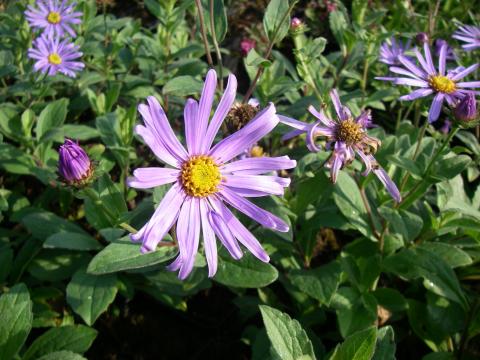 Aster amellus 'Veilchenkönigin' Aster amellus 'Veilchenkönigin'