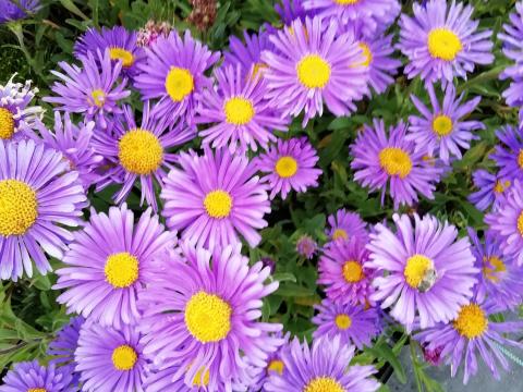 Aster alpinus 'Violet' Aster alpinus 'Violet'